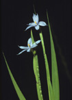 blue-eyed grass